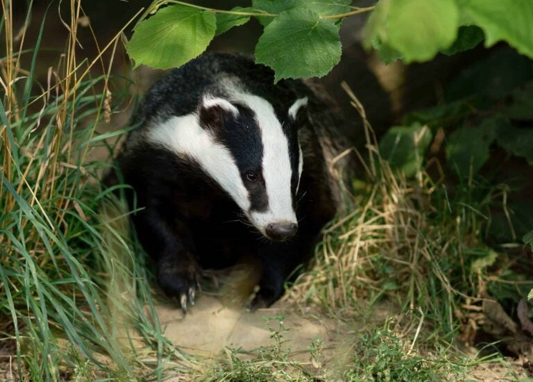 Badgers surveys and mitigation for development projects Ecology Jobs