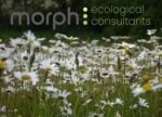 Morph Ecological Consultants