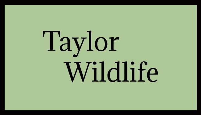 Taylor Wildlife